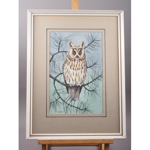 393 - N W Cusa: watercolours, long eared owl, 14