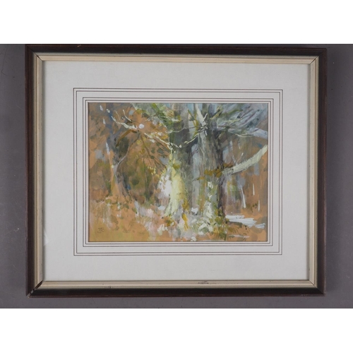 463 - Tom Coates: watercolours and bodycolours, woodland scene, 6