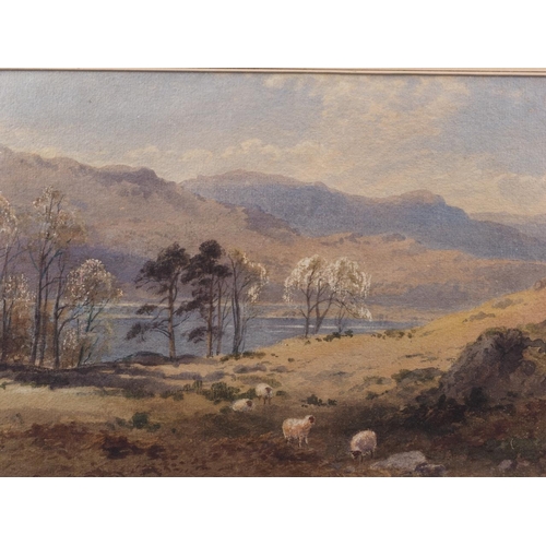 331 - Edward Tucker: watercolours, lake and landscape with sheep, 13 1/2