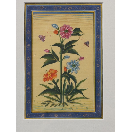 353 - An Indian miniature botanical study, 5 1/4