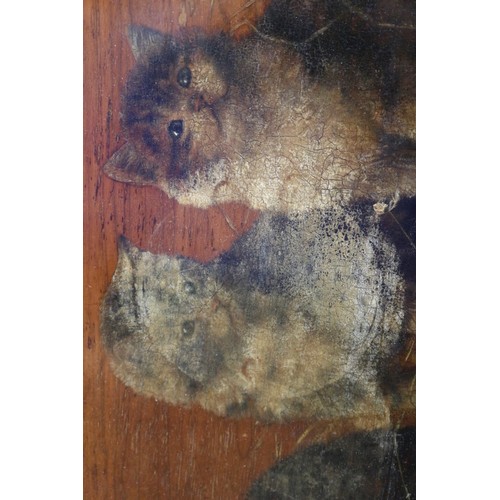 364 - Three 19th century oils on hardwood panels, studies of kittens, 12 1/2