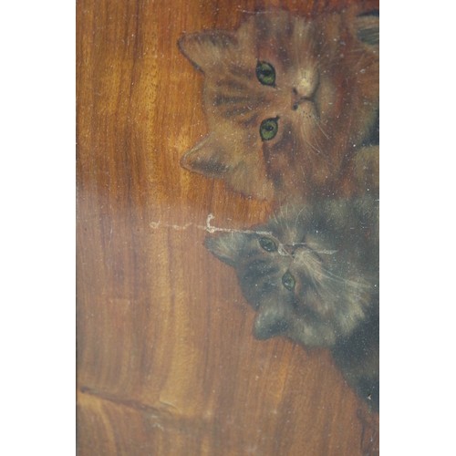 364 - Three 19th century oils on hardwood panels, studies of kittens, 12 1/2