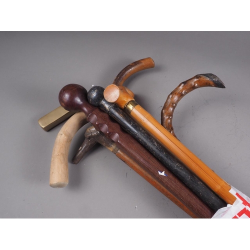 179 - Two Malacca walking sticks, an ebonised evening cane, a blackthorn stick and four other sticks