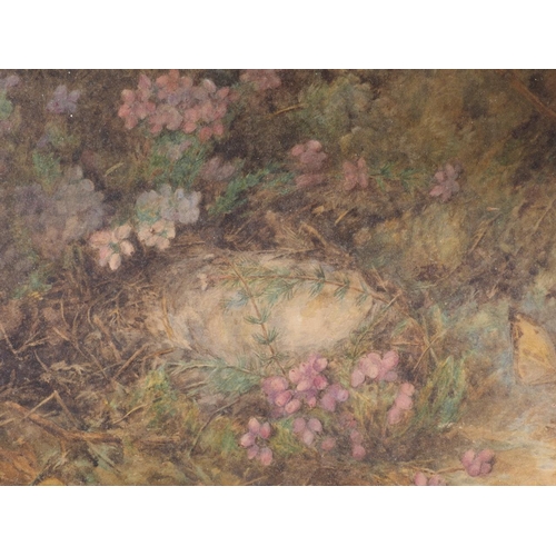 393 - John Harmer: watercolours, study of birds nest and butterflies, 8 1/2