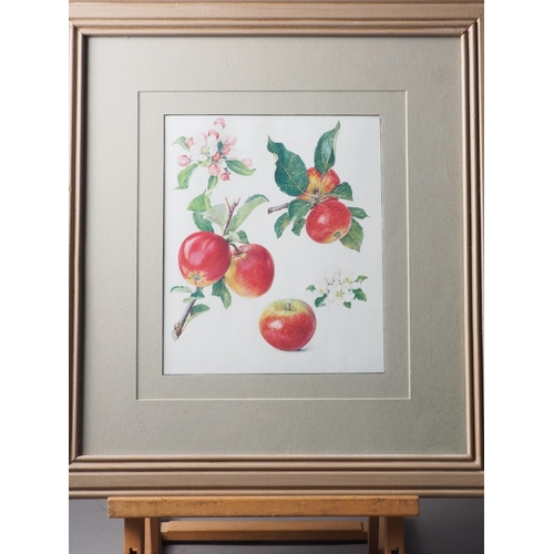 475 - A set of three prints, studies of apples, in grey painted frames