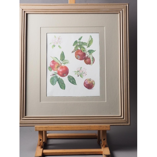 475 - A set of three prints, studies of apples, in grey painted frames