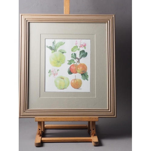 475 - A set of three prints, studies of apples, in grey painted frames