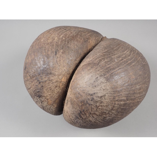 221 - An unpolished Coco de Mer (International buyers may require a Cites Certificate prior to export)