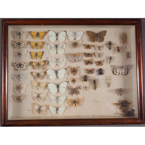 245 - Eight cases of preserved English butterflies, said to have been collected in the early 20th century