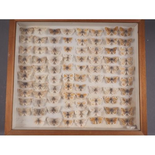 245 - Eight cases of preserved English butterflies, said to have been collected in the early 20th century