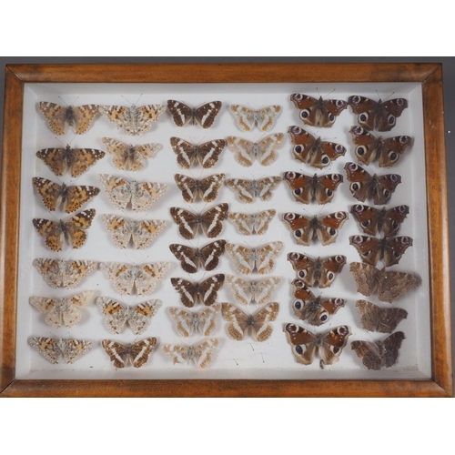 245 - Eight cases of preserved English butterflies, said to have been collected in the early 20th century