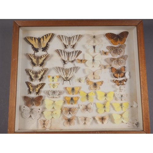 245 - Eight cases of preserved English butterflies, said to have been collected in the early 20th century