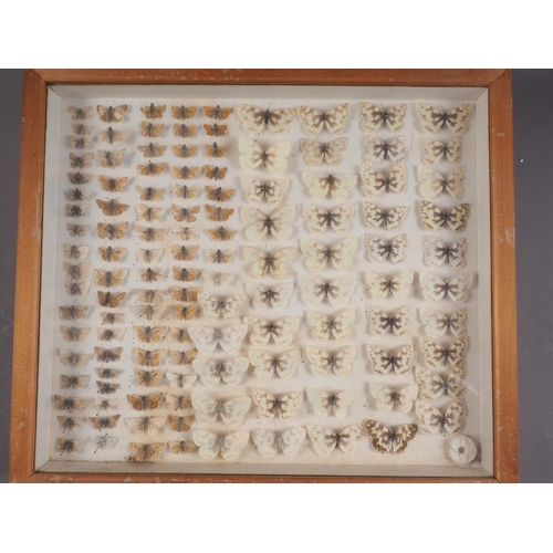 245 - Eight cases of preserved English butterflies, said to have been collected in the early 20th century