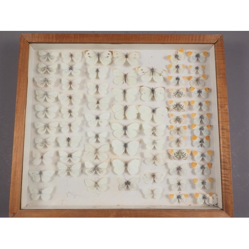 245 - Eight cases of preserved English butterflies, said to have been collected in the early 20th century