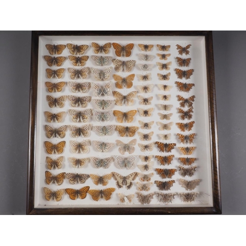 245 - Eight cases of preserved English butterflies, said to have been collected in the early 20th century