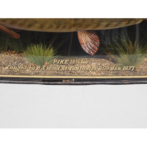 248 - A taxidermy pike, 13 3/4 lbs, in case, caught by B S Wood in Tadcaster on 20th January 1937, case 42... 