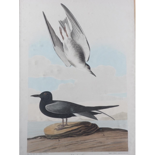 360 - John James Audubon 