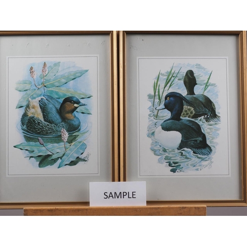 365 - After Tunnicliffe: four colour prints, bird studies, in gilt frames