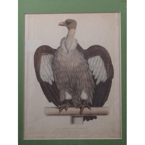 366 - A 19th century hand-coloured engraving, griffin vulture, and one other colour print, puffin, in gilt... 