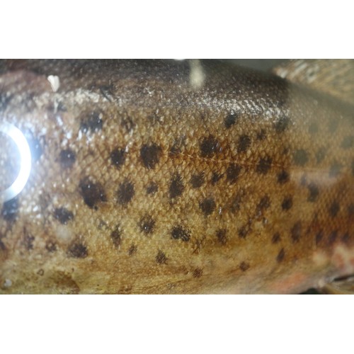 246 - A taxidermy trout, 4 3/4 lbs, in case, caught by B S Wood in Ireland April 1954