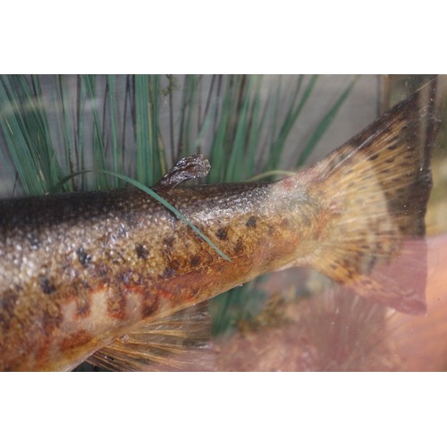 246 - A taxidermy trout, 4 3/4 lbs, in case, caught by B S Wood in Ireland April 1954