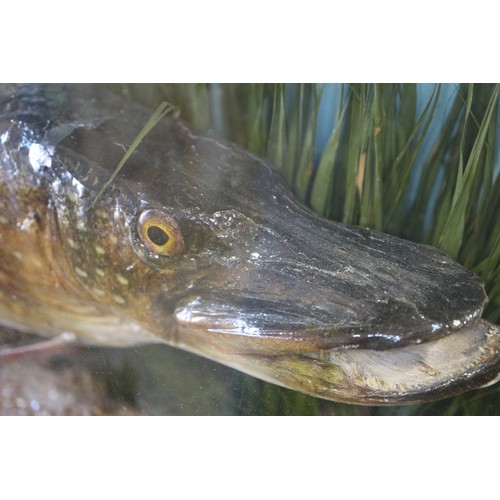 247 - A taxidermy pike, 11 1/2 lbs, in case, caught by B S Wood in Pockington Canal on 7th November 1937, ... 