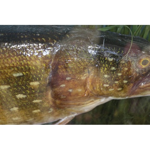 247 - A taxidermy pike, 11 1/2 lbs, in case, caught by B S Wood in Pockington Canal on 7th November 1937, ... 