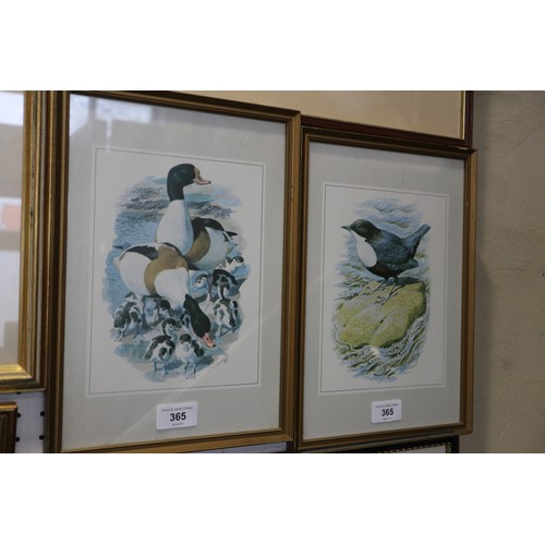 365 - After Tunnicliffe: four colour prints, bird studies, in gilt frames