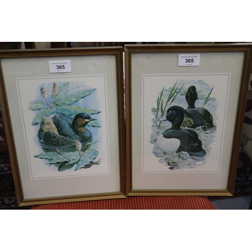 365 - After Tunnicliffe: four colour prints, bird studies, in gilt frames