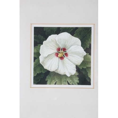 404 - Nigel Ashcroft: a pair of watercolours, Hibiscus studies, 4 3/4