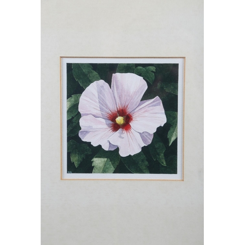 404 - Nigel Ashcroft: a pair of watercolours, Hibiscus studies, 4 3/4