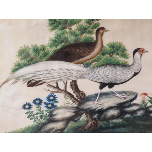 131 - A Chinese watercolour on pith paper, pheasants, 6 1/2