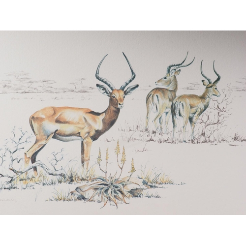 437 - Gordon Cunningham: three prints, studies of South African antelope, in gilt and wooden strip frames