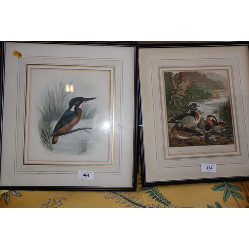 464 - Lilian Medland: three hand-coloured prints, studies of birds, 