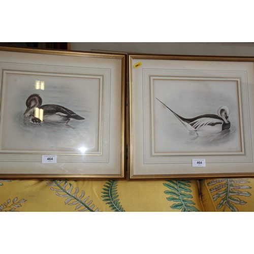 464 - Lilian Medland: three hand-coloured prints, studies of birds, 