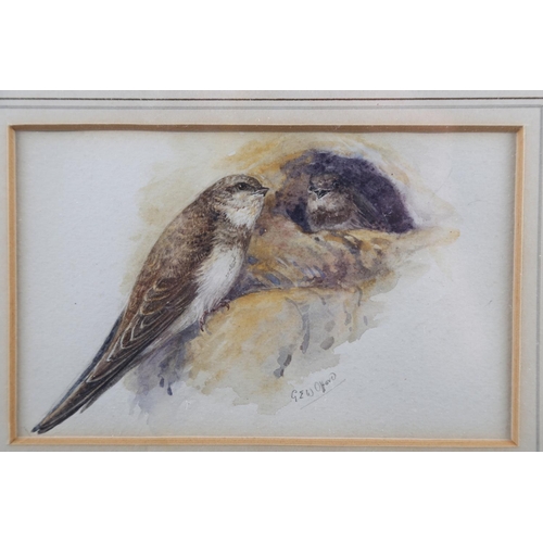 463 - G E W Offord: watercolours, study of swifts, 4