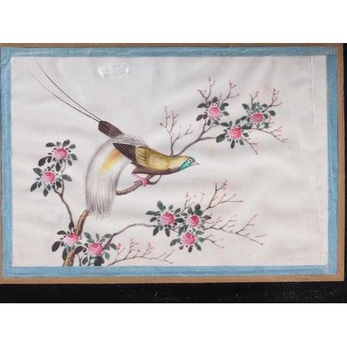 101 - A 19th century Chinese watercolour on pith paper, bird in flowering tree, in painted frame