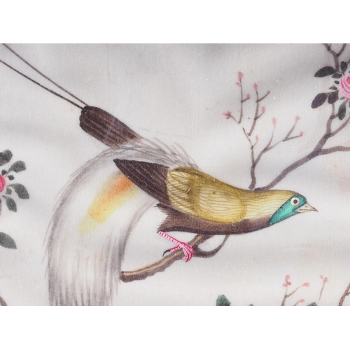 101 - A 19th century Chinese watercolour on pith paper, bird in flowering tree, in painted frame