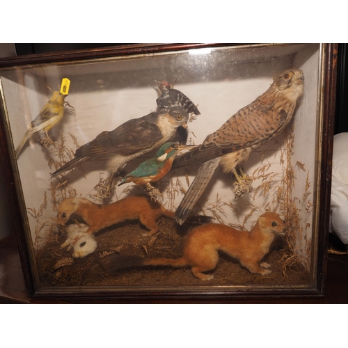 255 - A taxidermy group, comprising stoats, a rabbit, a yellowhammer, a kestrel, a king sparrow hawk, a le... 