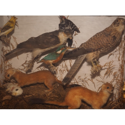 255 - A taxidermy group, comprising stoats, a rabbit, a yellowhammer, a kestrel, a king sparrow hawk, a le... 