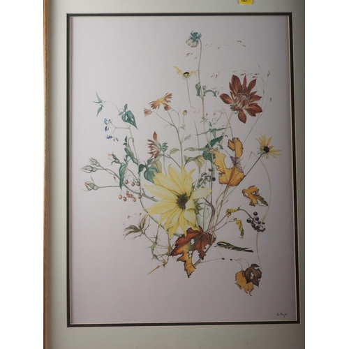 480 - C Augeri: a pair of colour prints, still life seasonal flowers, a watercolour autumn leaves, a water... 