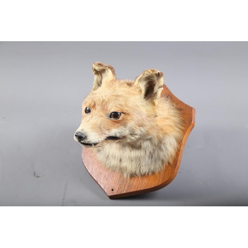 266 - A taxidermy fox mask, on oak panel