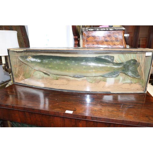 264 - A taxidermy pike, in bowfront glass case, 44