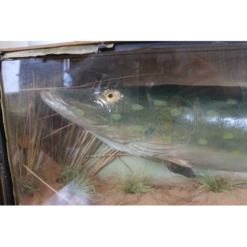 264 - A taxidermy pike, in bowfront glass case, 44