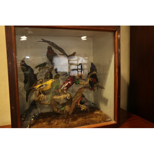 267 - A case of 19th century taxidermy tropical birds, including humming birds, jays, etc