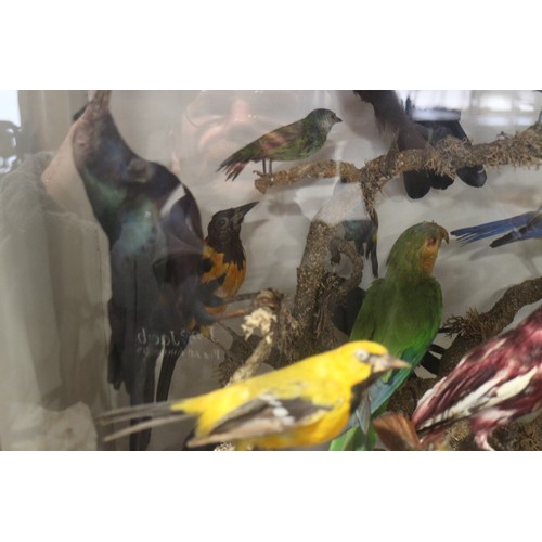 267 - A case of 19th century taxidermy tropical birds, including humming birds, jays, etc