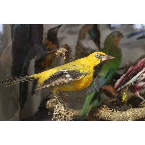 267 - A case of 19th century taxidermy tropical birds, including humming birds, jays, etc