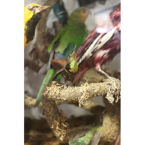 267 - A case of 19th century taxidermy tropical birds, including humming birds, jays, etc