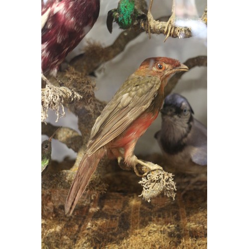 267 - A case of 19th century taxidermy tropical birds, including humming birds, jays, etc