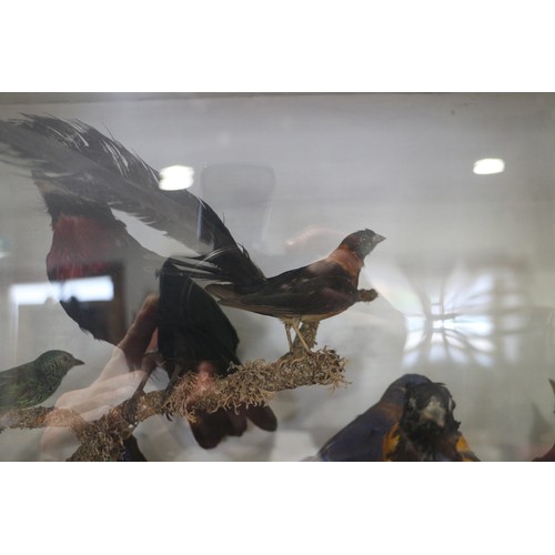 267 - A case of 19th century taxidermy tropical birds, including humming birds, jays, etc